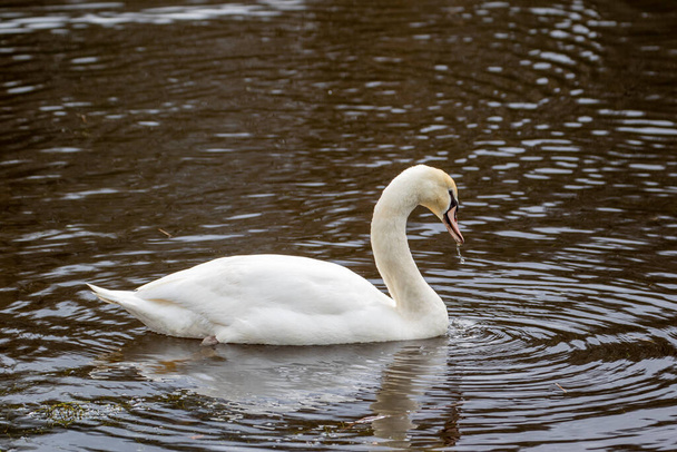 a closeup view of a white swan on a lake in the sunlight - Photo, image