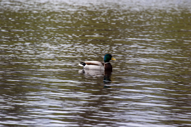 duck on the lake - Valokuva, kuva