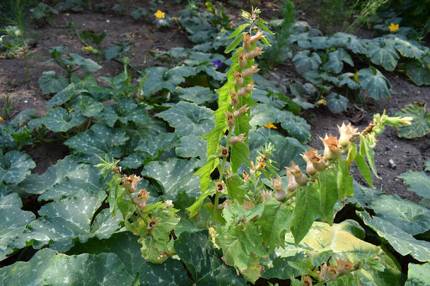 Henbane (Hyoscyamus niger) plant with ripening seeds in the field. - Photo, Image