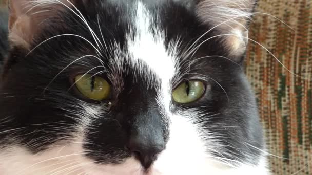Ojos de gato - Metraje, vídeo