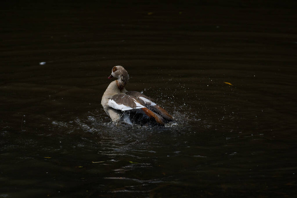 duck in the water - Foto, Imagen