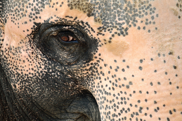 Elephant eye - Zdjęcie, obraz