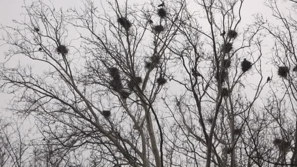 Corvi in nidi su albero
 - Filmati, video