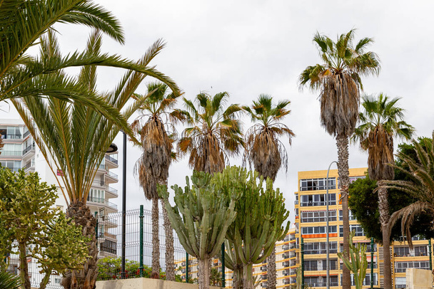los angeles, california, usa - june 1, 2 0 1 9. view from the palm trees in front of the los angeles california. - Foto, immagini