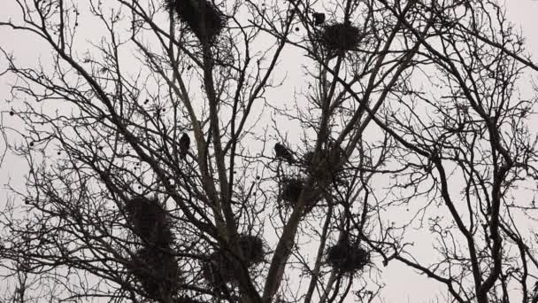 Cuervos en nidos en árboles
 - Metraje, vídeo
