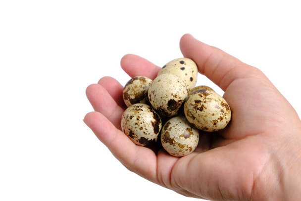 Quail eggs in hand white background - Zdjęcie, obraz