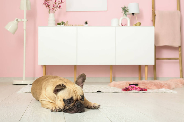 Söpö ranskalainen bulldog makaa matolla olohuoneessa - Valokuva, kuva