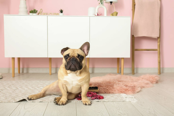 Lindo bulldog francés en alfombra en la sala de estar - Foto, Imagen