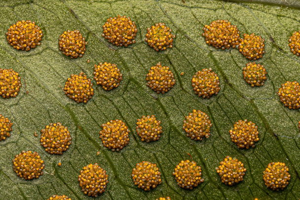 Sporanges sur les feuilles d'une fougère de l'Ordre des Polypodiales - Photo, image