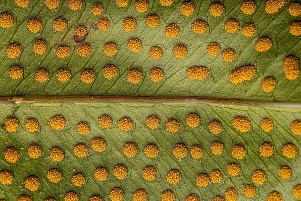 Sporangia sulle foglie di una felce dell'Ordine Polipodiali - Foto, immagini