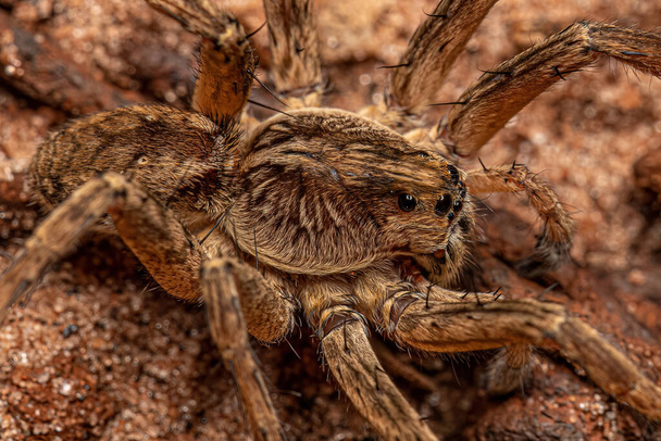 Lycosidae ailesinin küçük kurt örümceği. - Fotoğraf, Görsel