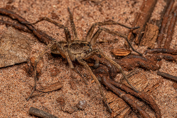 Small Wolf Spider of the Family Lycosidae - Photo, Image