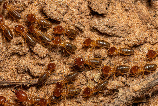 Adult Jawsnouted Termites of the species Syntermes nanus - Foto, imagen