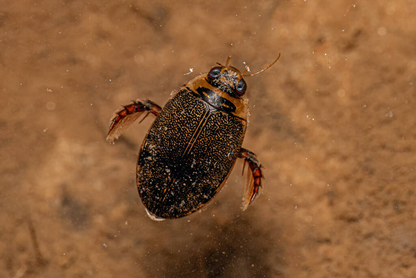 Adult Predaceous Diving Beetle of the Genus Thermonectus - Photo, Image