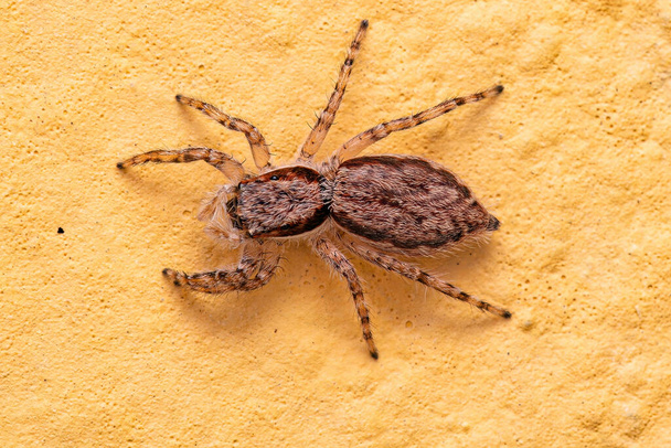 Adult Female Gray Wall Jumping Spider of the species Menemerus bivittatus - Photo, Image