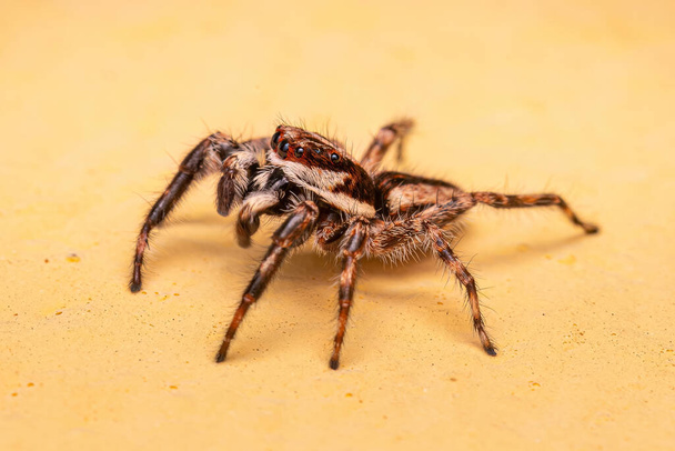 Masculino adulto Salto de pared gris Araña de la especie Menemerus bivittatus - Foto, imagen