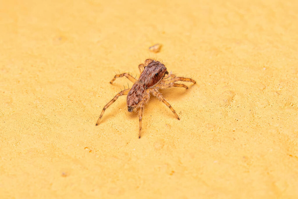 Petite araignée sauteuse à paroi grise de l'espèce Menemerus bivittatus - Photo, image