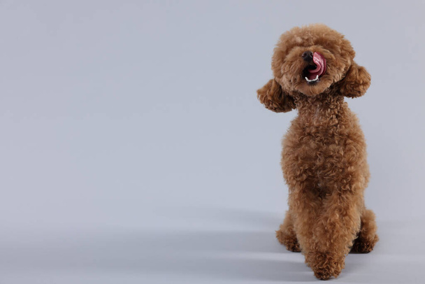 Cute Maltipoo dog licking itself on light grey background. Lovely pet - Foto, afbeelding