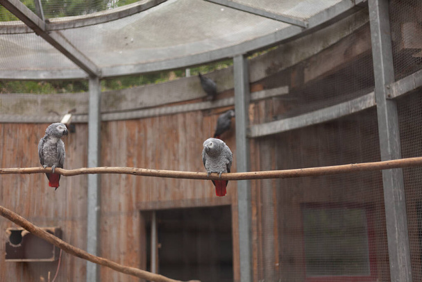 Dos loros grises sentados en un alambre en el aviario. - Foto, Imagen