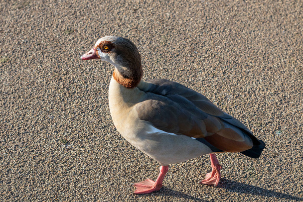 goose walking on the road. goose - Foto, Imagem