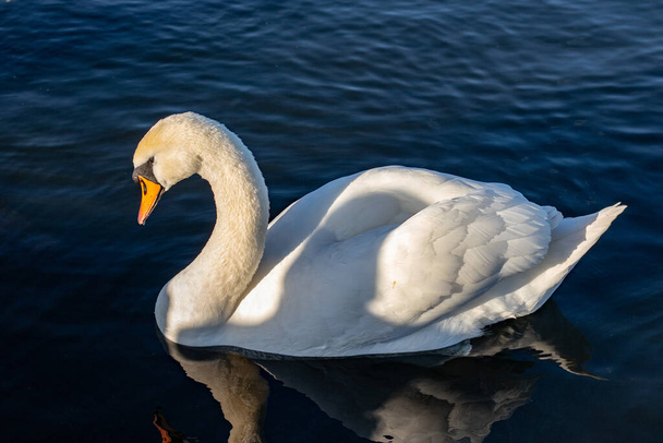 beautiful white swan swimming on the lake surface at summer day - Foto, Imagem