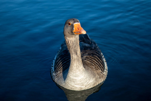 portrait of a white duck on lake - Photo, Image