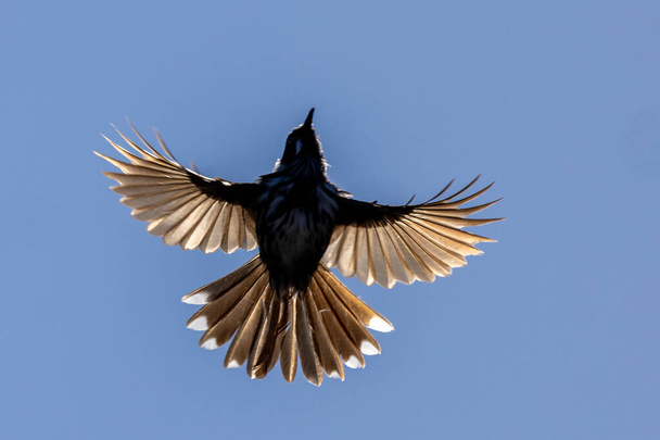 Avustralya Yeni Hollanda Balkabağı Uçuyor - Fotoğraf, Görsel