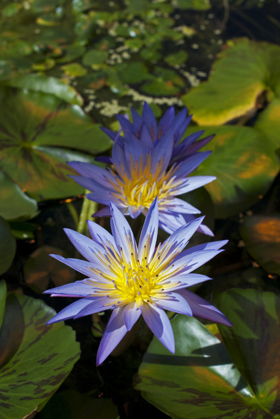 Water Lilies - Фото, изображение