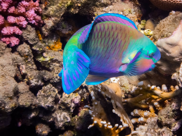 bunte Gänseblümchen Papageienfische in der Nähe von Korallen beim Essen im Roten Meer Ägypten - Foto, Bild