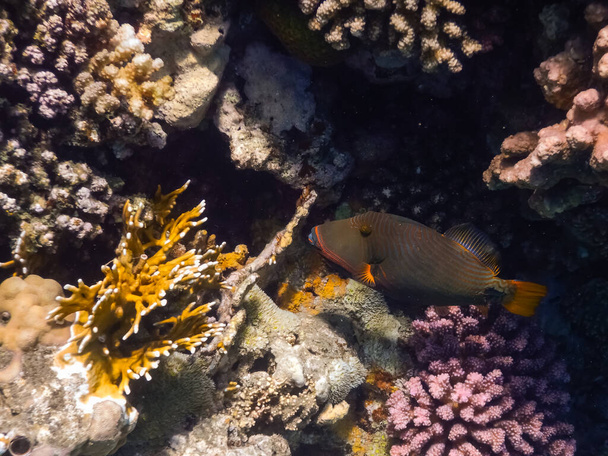 Kızıl Deniz 'deki mercanların yanında turuncu çizgili tetik balığı. - Fotoğraf, Görsel
