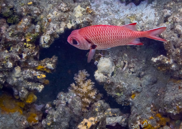 pinecone peixe soldado em corais no Egypt mar vermelho - Foto, Imagem