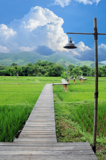 Wood path over rice fields - Photo, Image