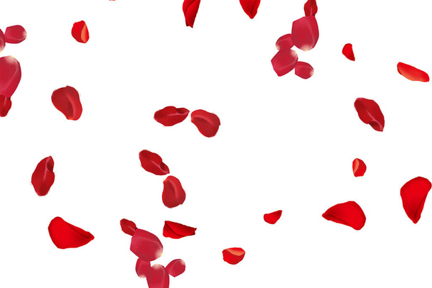 Ätherische Eleganz: Fliegende frische rote Rosenblätter auf reinem weißen Hintergrund. Ein romantisches und zeitloses Bild - Foto, Bild
