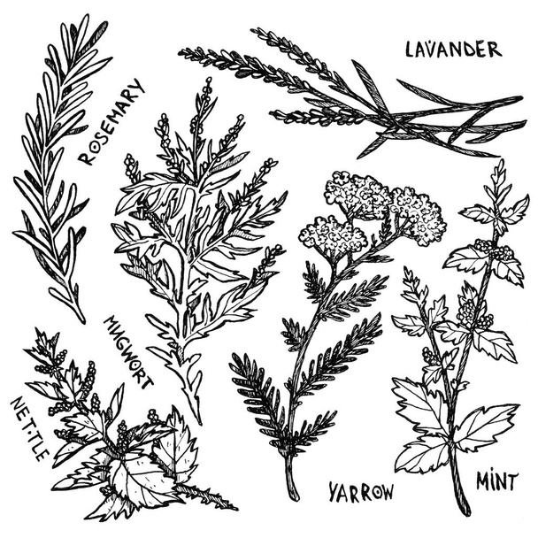 Halloween ink set of magic herbs. Yarrow, mugwort, mint, nettle, rosemary, lavender, mint. Spices, ingredients for potions. Line art stylization. Boho and vintage collection. Wiccan and pagan art. Decorative witchcraft. Isolated on white - Photo, image
