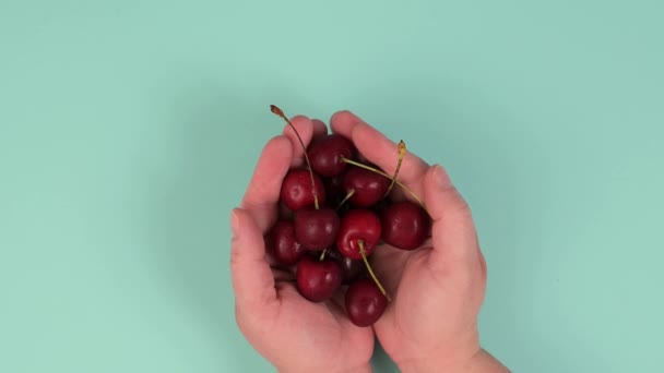 Trzymanie w dłoni świeżych czerwonych wiśni, zdrowe jedzenie, letnie owoce - Materiał filmowy, wideo