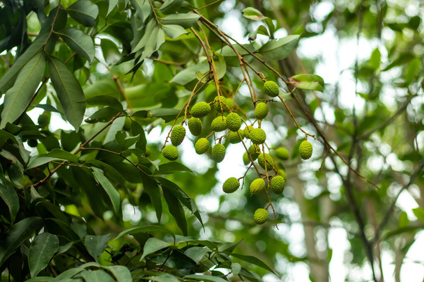 Litchi ovoce nebo liči, je tvořen na výrůstku květů litchi a této části věčně zeleného stromu z čeledi soapberry Sapindaceae - Fotografie, Obrázek