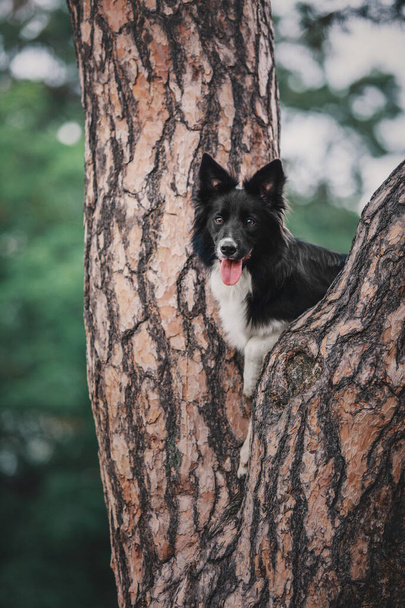 Happy Border Collie Dog Enjoying Nature Walk amidst Lush Greenery and Trees - 写真・画像