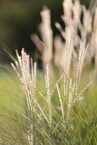 White grass in the light of the sun - Photo, Image