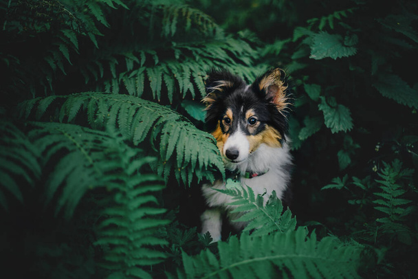 Sheltie Dog on a Walk: Serene Canine in Nature - Valokuva, kuva