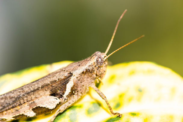 Grasshopper en hoja
 - Foto, imagen