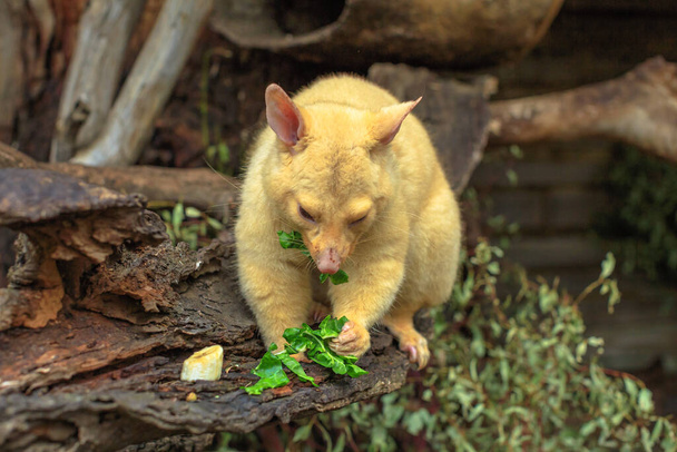Altın fırça kuyruklu sıçan ot yiyor. Renk, Tazmanya 'da yaşayan genetik bir mutasyon. Yarı ağaçsı yarı ağaç keseli yarı kavrayıcı kuyruğu olan su geçirmez bir keseli.. - Fotoğraf, Görsel