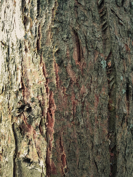 close up of bark of tree, texture plants photography - Zdjęcie, obraz