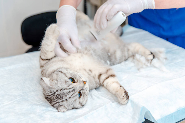 Ruka veterinárního lékaře holí kočce břicho na veterinární klinice, skotská skládací kočka je vyšetřena a připravena na chirurgický zákrok holením břicha.. - Fotografie, Obrázek