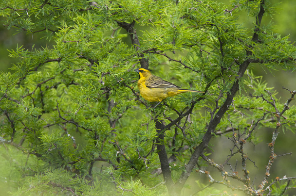 Cardinal jaune, Gubernatrix cristata, espèce en voie de disparition à La Pampa, Argentine - Photo, image