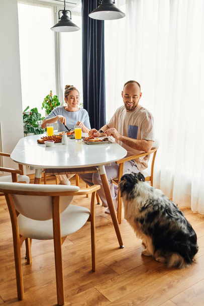 Smiling couple looking at border collie dog while having tasty breakfast at home in morning - 写真・画像