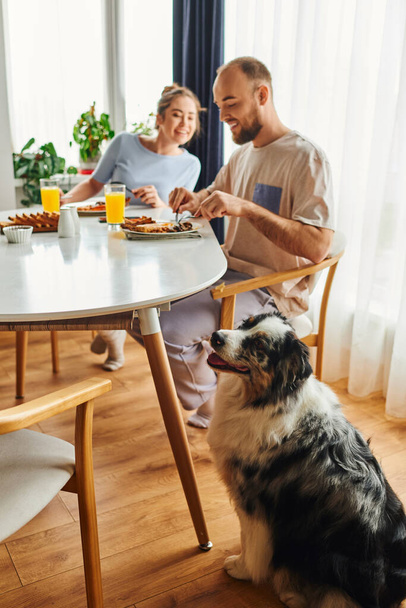 Border collie dog sitting near smiling blurred couple in homewear having breakfast in morning - Photo, Image