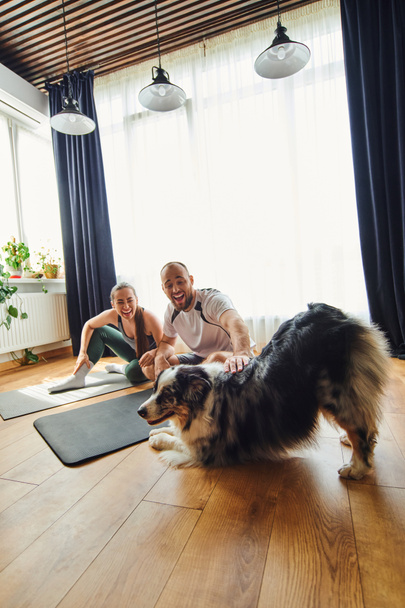 Joyful couple in sportswear petting border collie while sitting on fitness mats at home - Foto, afbeelding