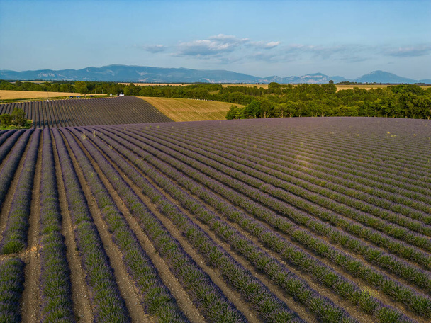 Plateau de Valensole lavender field and house at sunset in Haute Alpes Provence Cote dAzur, High quality 4k footage - Photo, image