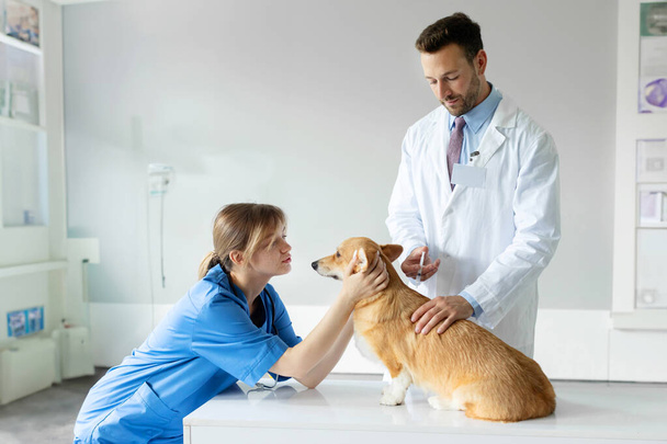 Κτηνιατρική ομάδα δίνοντας εμβόλιο σε χαριτωμένο pembroke welsh corgi σκυλί, γιατρός κάνοντας ένεση, ενώ η γυναίκα βοηθός παίζει με το κατοικίδιο ζώο στην κλινική κτηνίατρο - Φωτογραφία, εικόνα