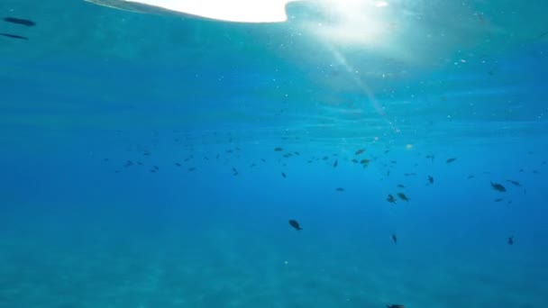 Підводний вид на рибу в океані
  - Кадри, відео